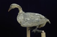 藏品(家鵝)的圖片